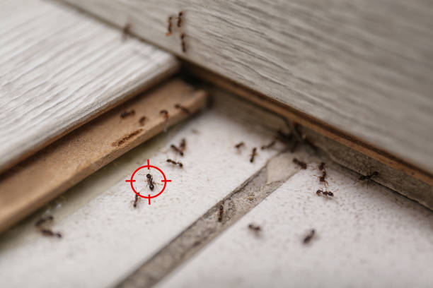 Best Pest Removal Services  in Murillo, TX