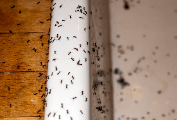 Best Emergency Pest Control  in Murillo, TX
