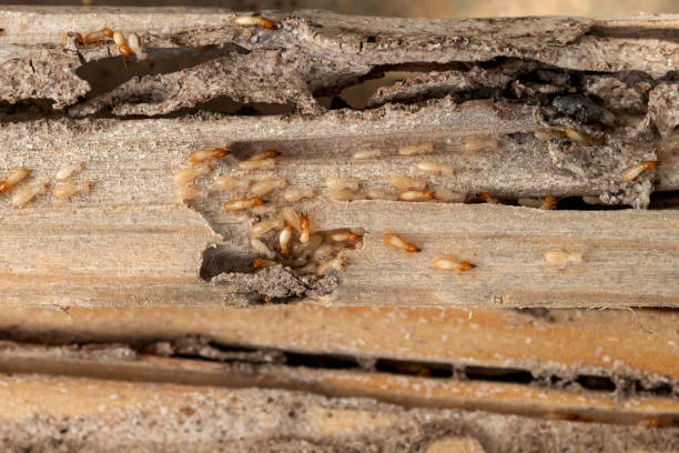 Pest Control Cost in Murillo, TX